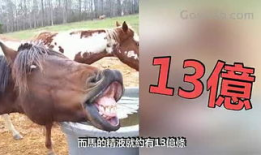 动物性行为视频,性行为视频揭秘